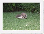 Egels in de tuin 015 * 3648 x 2736 * (5.67MB)